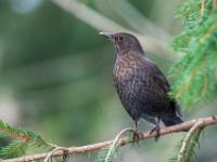 Amsel Weibchen